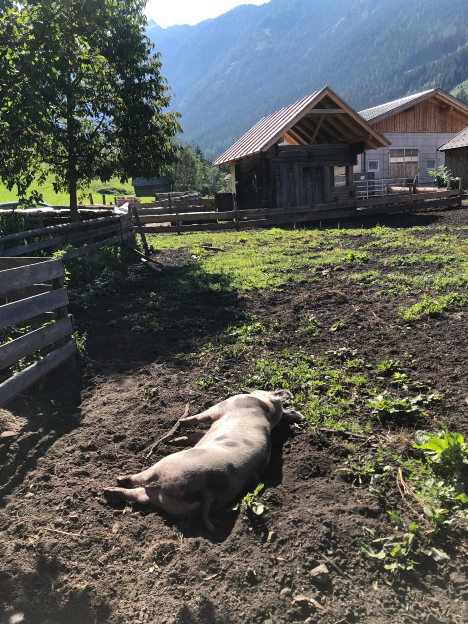 Willa Auerhof Schladming Zewnętrze zdjęcie