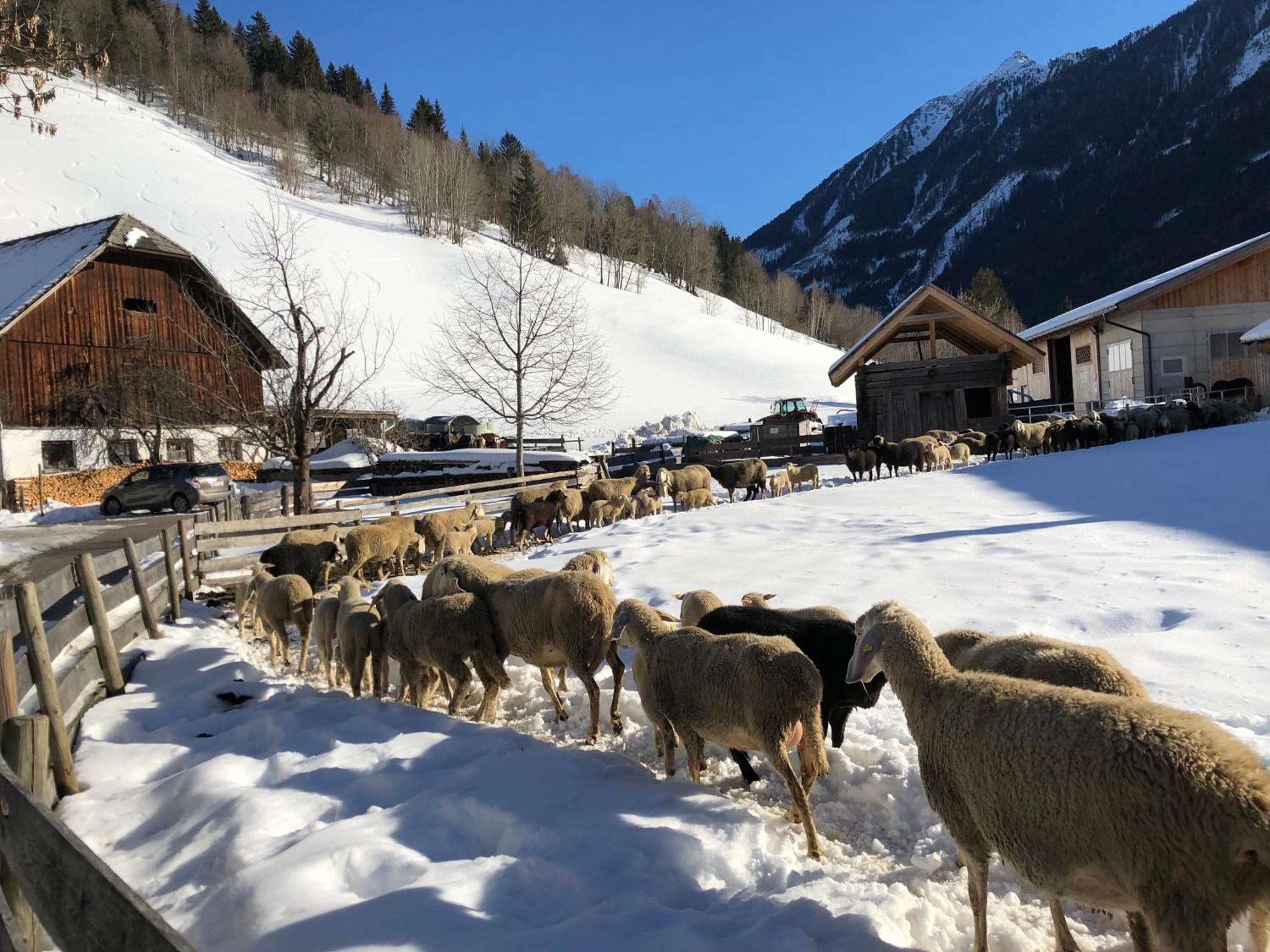 Willa Auerhof Schladming Zewnętrze zdjęcie